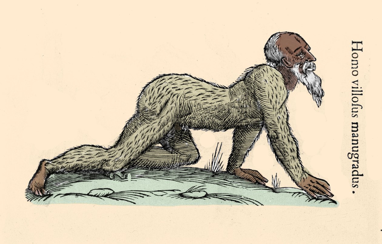 Monster Creature: en hårete mann som går på alle fire. Plate etter Ulisse Aldrovandi (1522-1605), “” Monstrorum Historiae””, Bologna 1642 Milanese . av Ulisse Aldrovandi