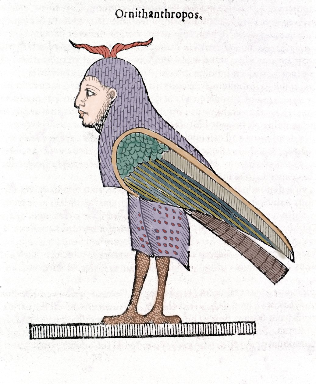 Ornithanthropos. Fugl med menneskehode. Ulisse Aldrovandi ""Monstrenes historie"" Bologna 1642 av Ulisse Aldrovandi