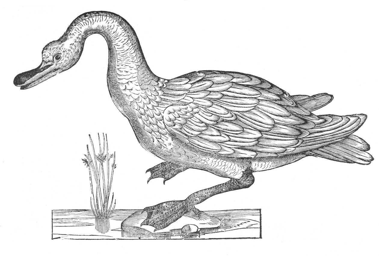  av Ulisse Aldrovandi