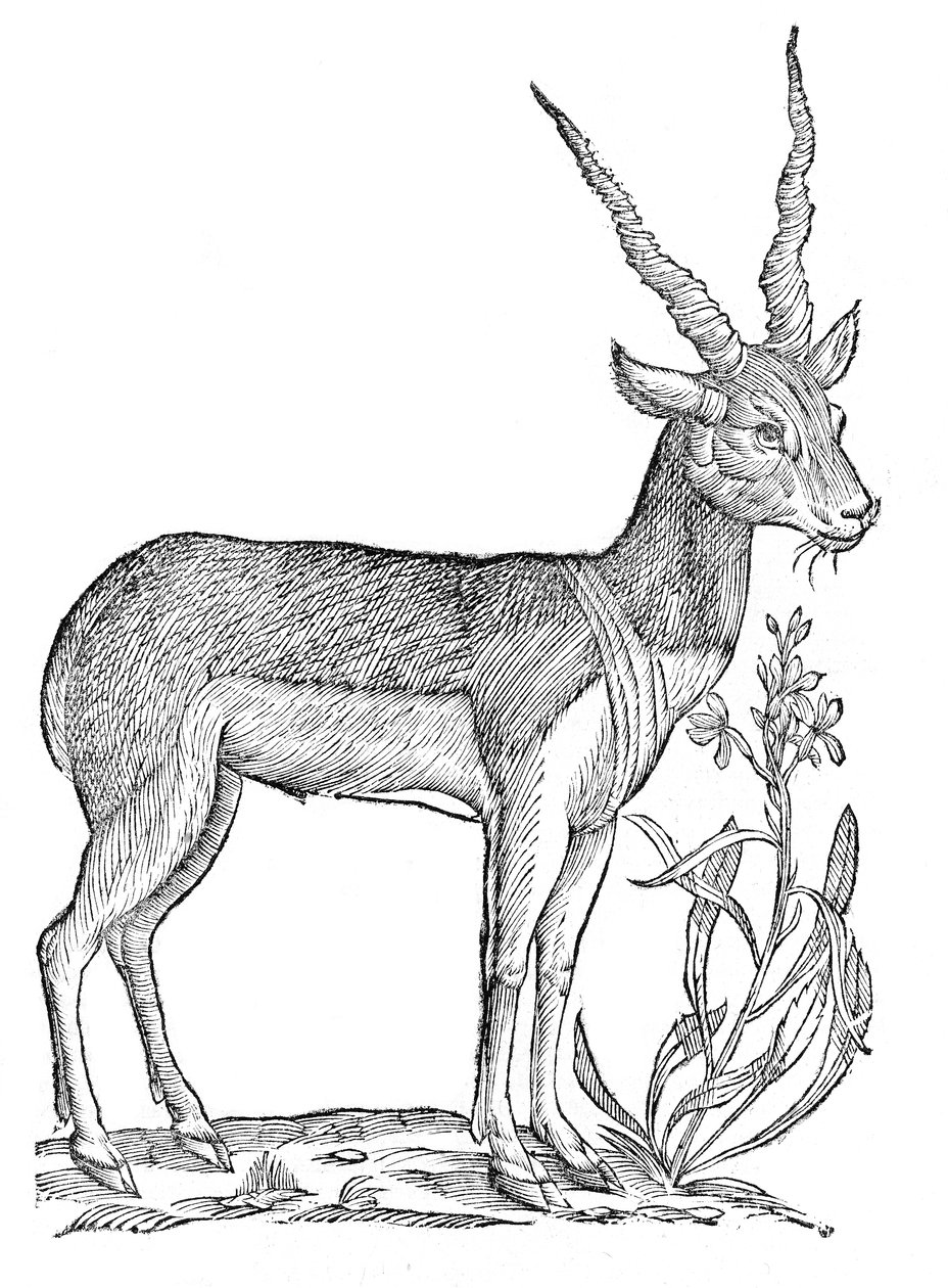  av Ulisse Aldrovandi