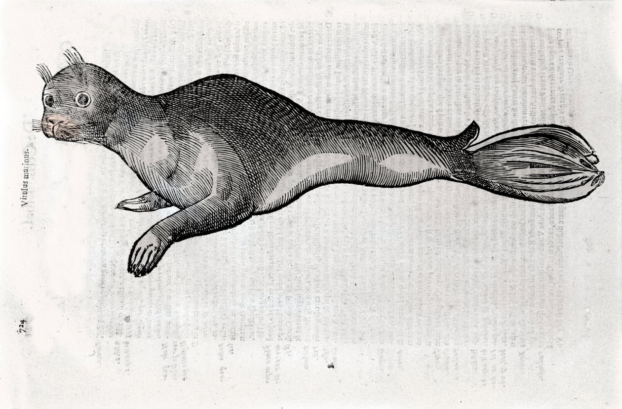 Representasjon av en selplate illustrert fra et manuskript av Natural History av Ulisse Aldrovandi (1522-1605), Ulisse Aldrovandi fonds, University Library of Bologna, red. 1603. av Ulisse Aldrovandi