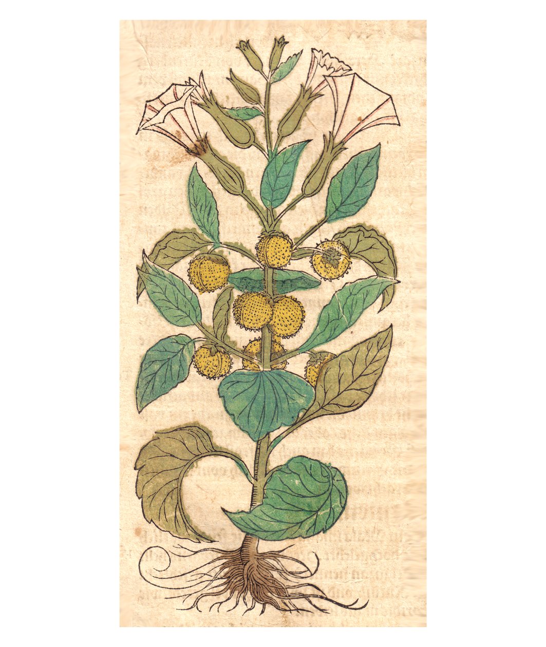 Illustrasjon av Datura metel av Unbekannt Unbekannt