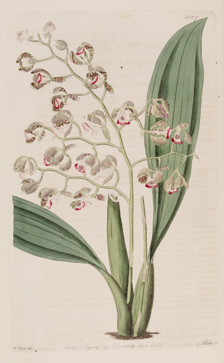 Illustrasjon av Oncidium pubes av Unbekannt Unbekannt