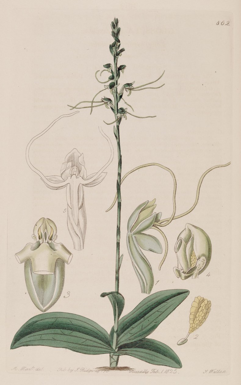 Illustrasjon av Peristylus tentaculatus (som syn. Glossula tentaculata) av Unbekannt Unbekannt