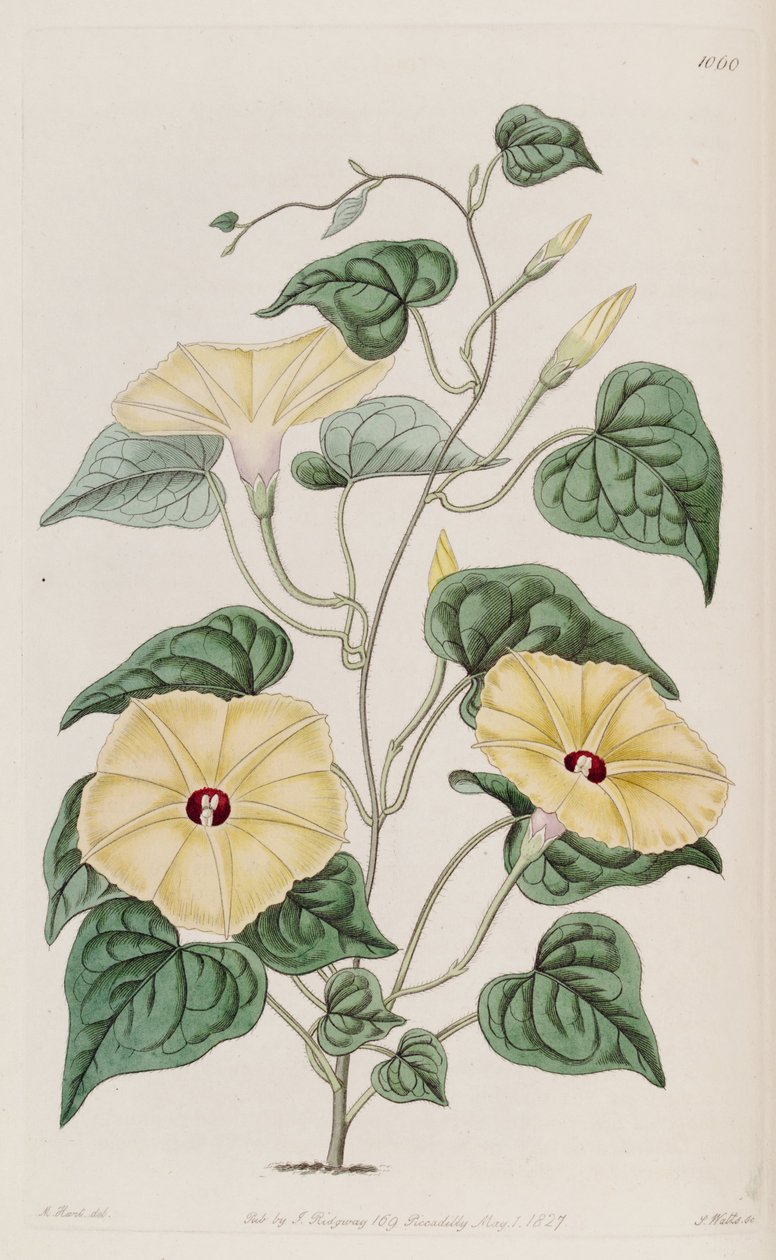 Ipomoea ochracea av Unbekannt Unbekannt