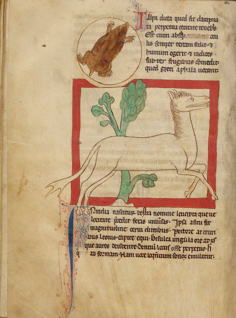 Northumberland Bestiary - En føflekk av Unbekannt Unbekannt