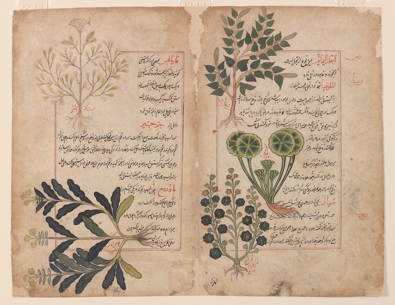 Dobbel folio fra en Kitab-i hashaish (boken om urter) av Unbekannt Unbekannt