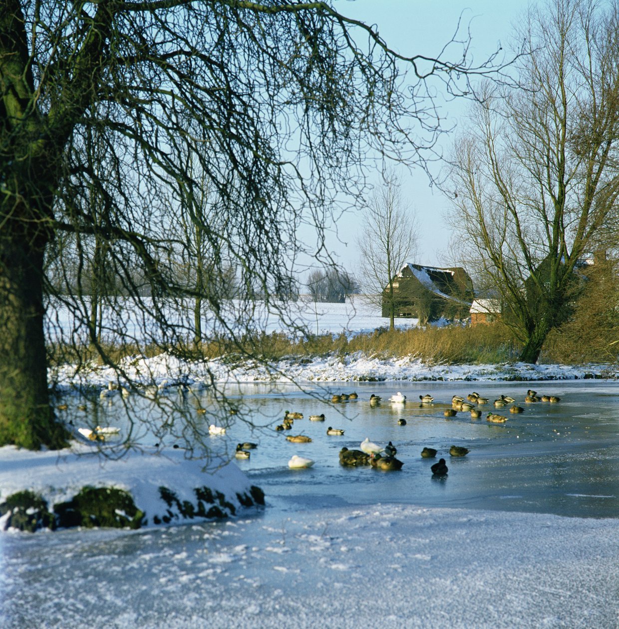 Duck Pond om vinteren nær Finchingfield, Essex av Unbekannt Unbekannt
