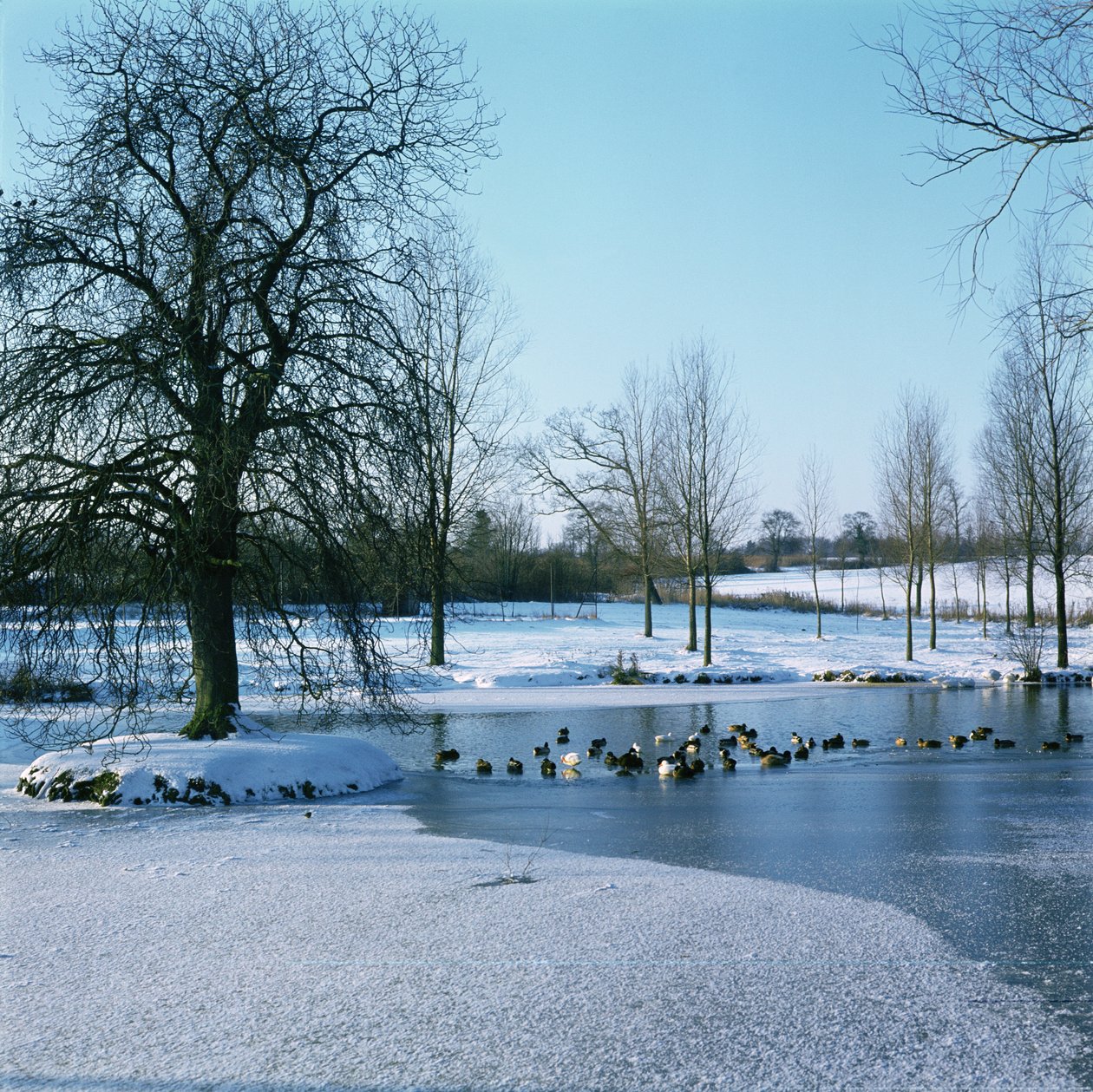 Ducks in the Snow nær Finchingfield, Essex av Unbekannt Unbekannt