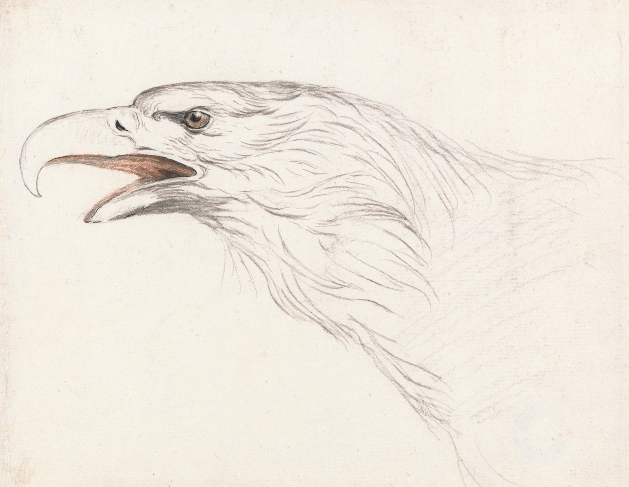Head of an Eagle, vendt mot venstre av Unbekannt Unbekannt