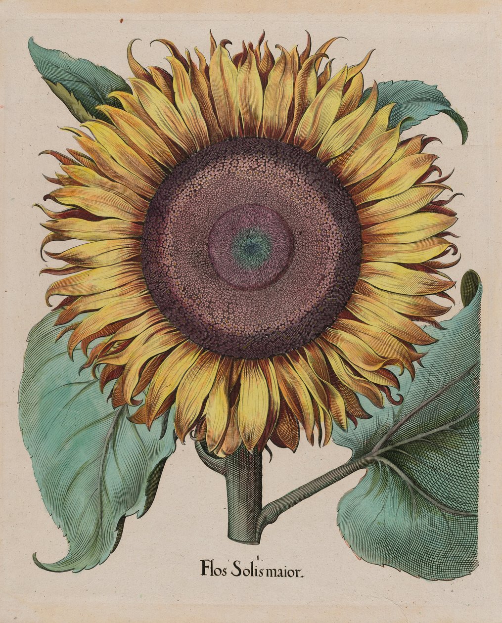 Uidentifisert artist - Large Sunflower (Flos Solis Maior), plate 1 from part 5, B. Besler, Hortus Eystettensis, 1713 edit ... av Unbekannt Unbekannt
