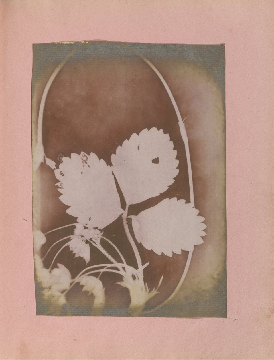 Ukjent produsent, britisk, aktivt India ca 1843 - (Plantegren med blader og blomster) av Unbekannt Unbekannt