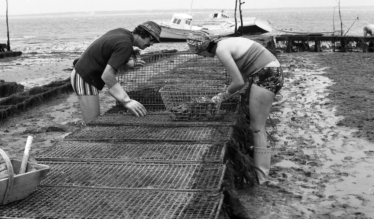6080 C18 Ostregrower i Vendee Oyster august 1974 av Unbekannt