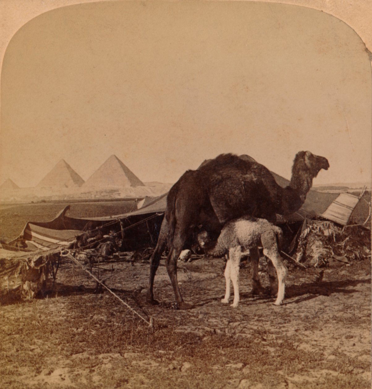 A Baby of the Desert, Egypt, 1896 av Unbekannt