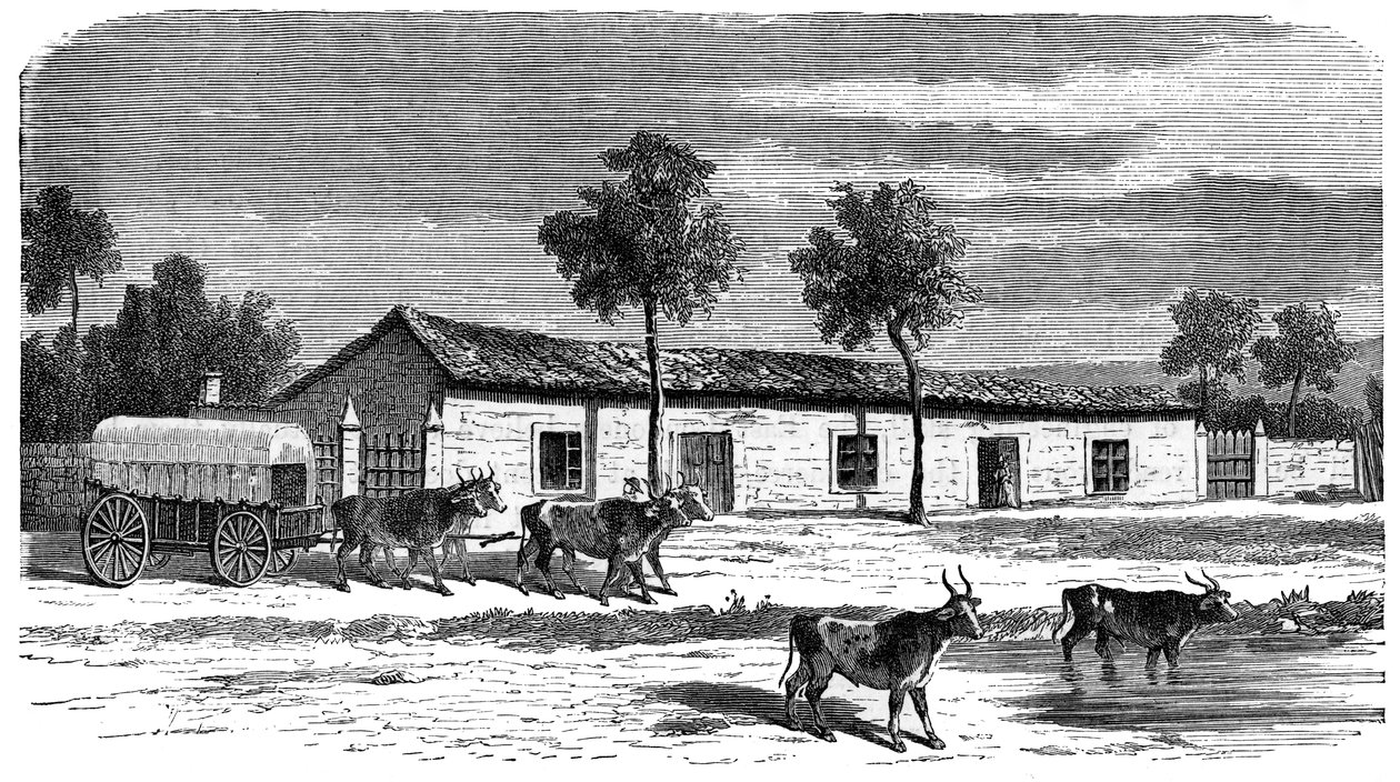 A Boer farm, Sør-Afrika, ca 1890 av Unbekannt