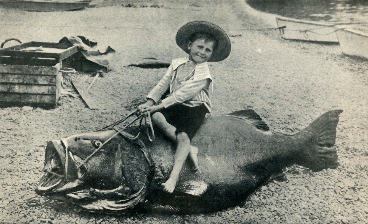 En Fishy Steed! - En svartehavsabborre - vekt 363 pund, 1901. av Unbekannt