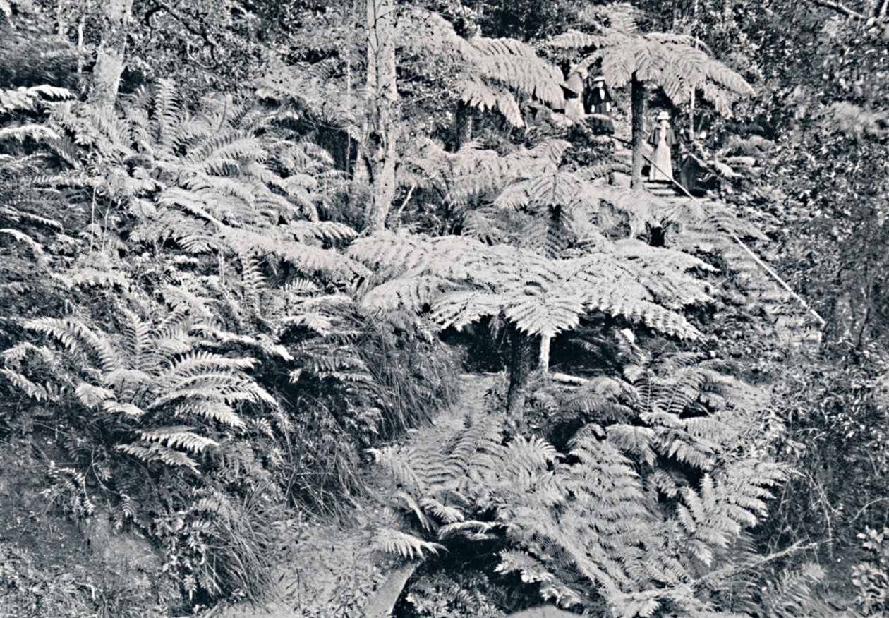 A Forest of Tree Ferns, Leura, Blue Mountains, c1900. av Unbekannt
