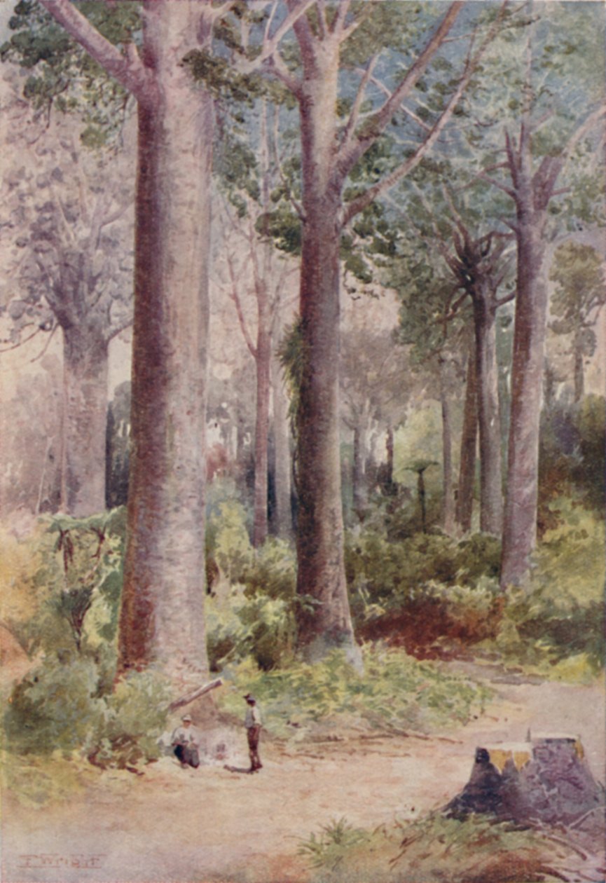 En Kauri-skog, 1923. av Unbekannt