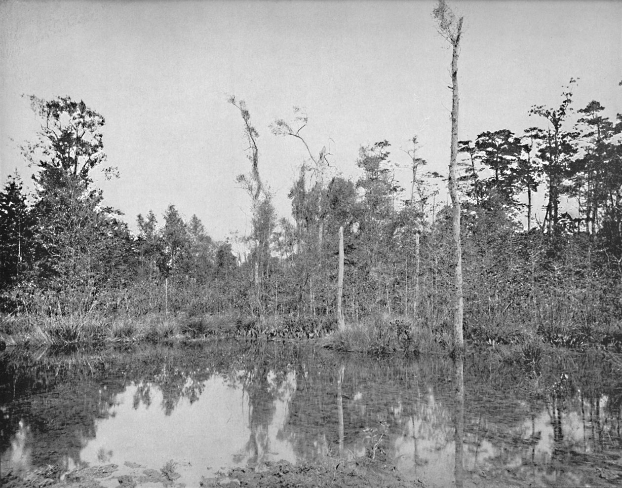 En Louisiana-sump, c1897. av Unbekannt
