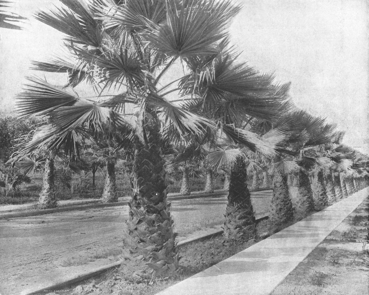 A Palm Avenue i Los Angeles, California, USA, c1900. av Unbekannt
