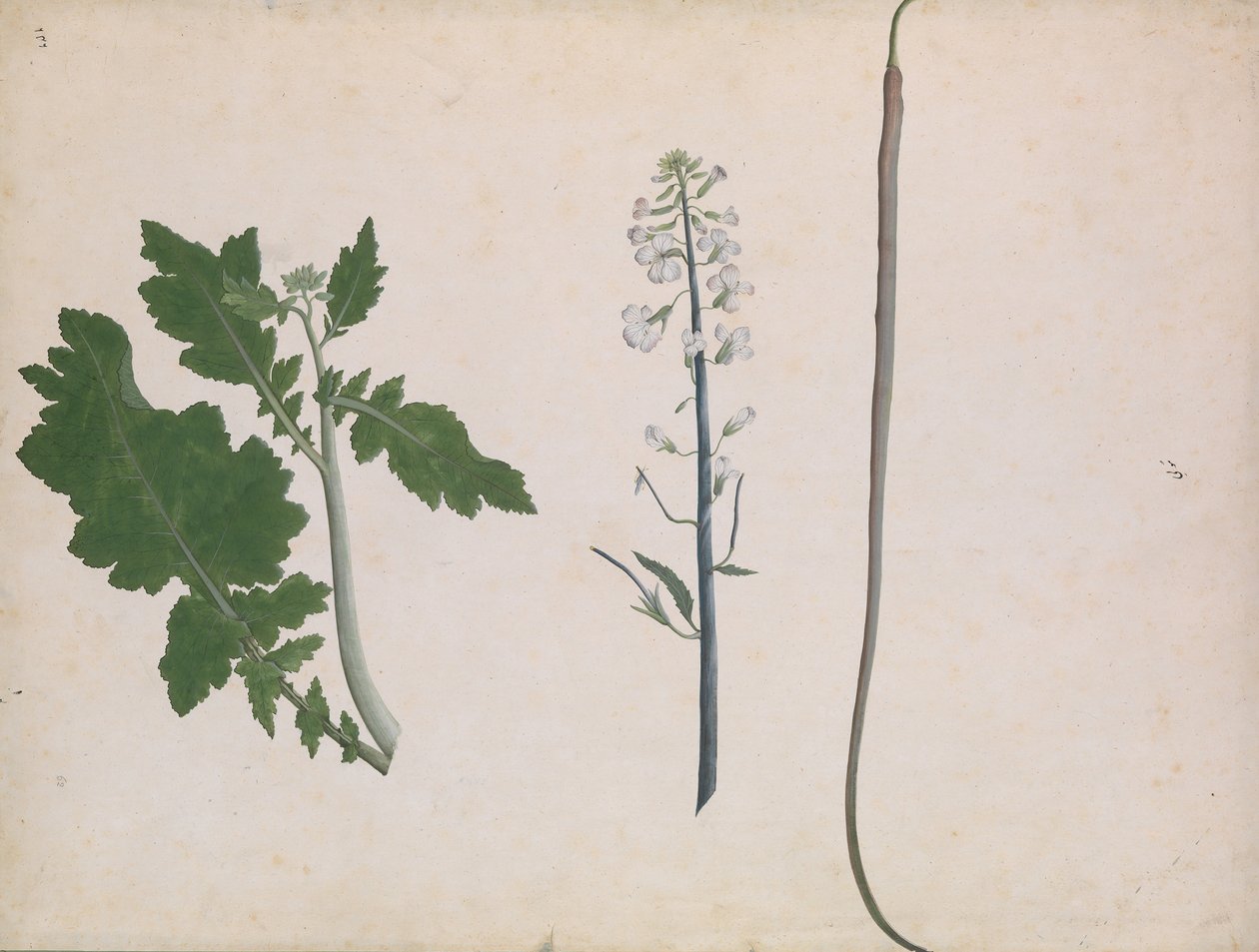 En reddikplante, frø og blomst, sent på 1700-tallet. av Unbekannt