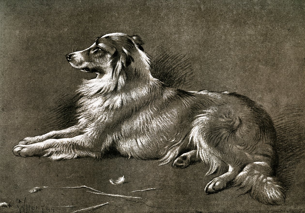 En sauehund, 1901 av Unbekannt