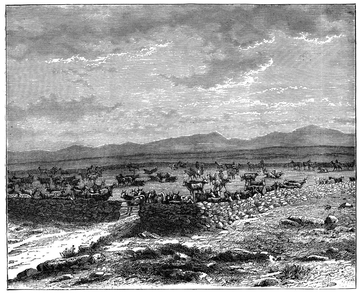 En sørafrikansk storfekraal, c1890 av Unbekannt