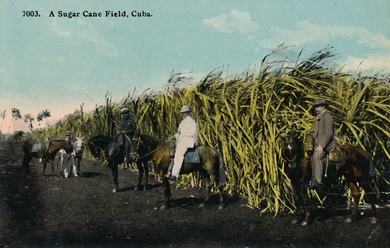 Et sukkerrørfelt, Cuba, 1912. av Unbekannt