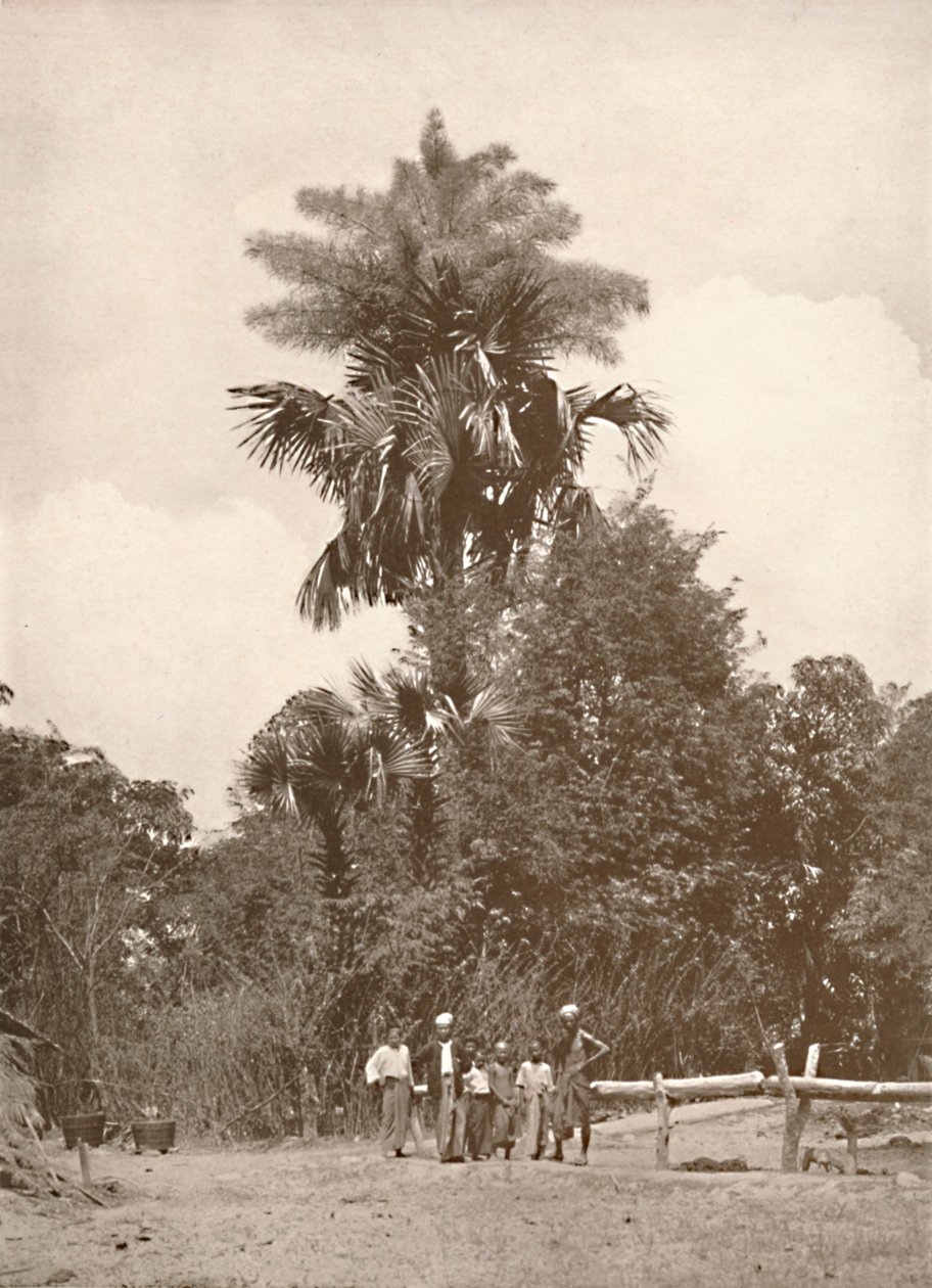 En Talipot-palme i blomst, 1900. av Unbekannt