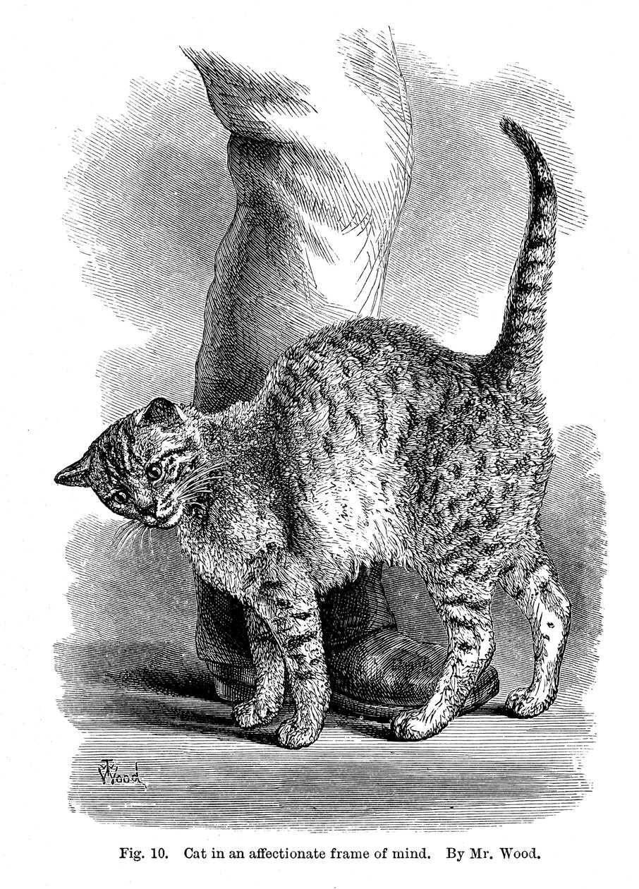 En katt i kjærlig sinnstilstand, fra The Expression and Emotions in Man and Animals, 1872 av Unbekannt