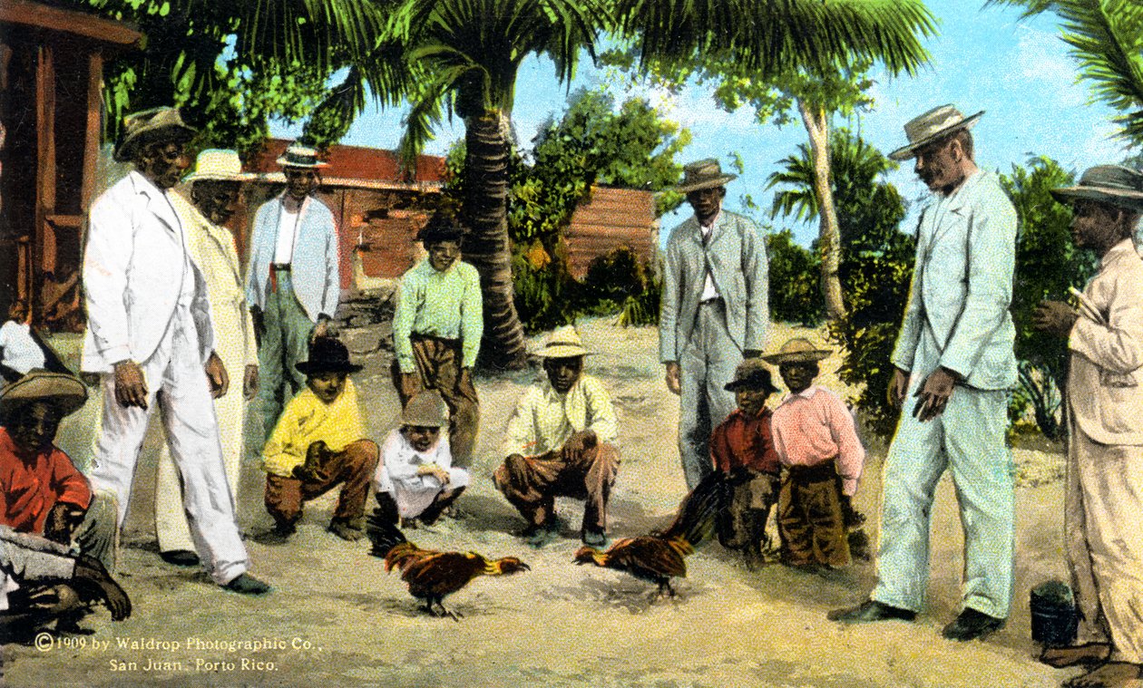 En hanekamp, Puerto Rico, 1909 av Unbekannt