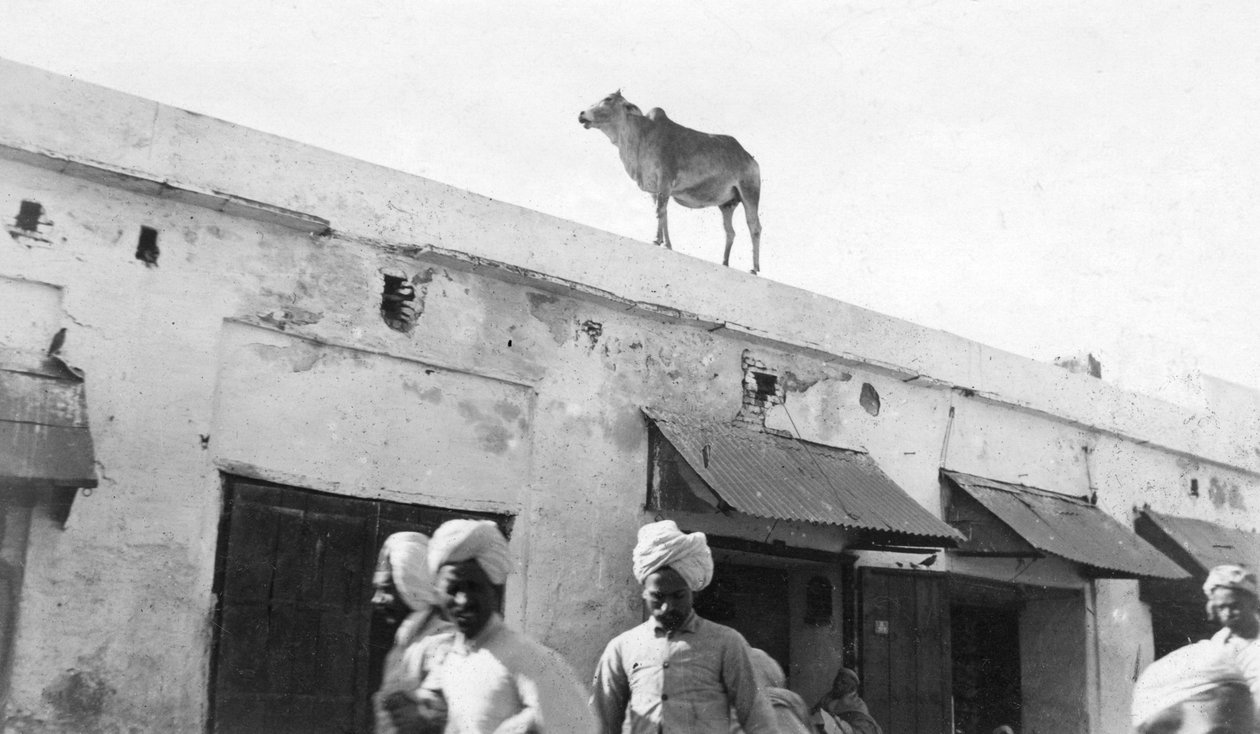 En ku på taket av en bygning, Nowshera, India, 1916-1917 av Unbekannt