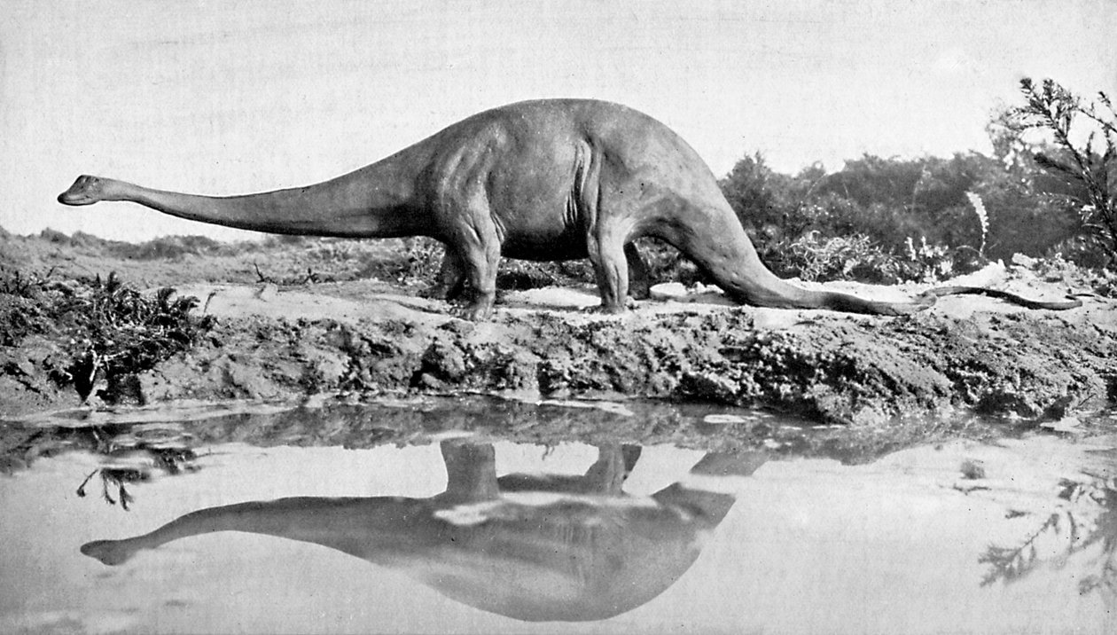 En diplodocus, 1900-tallet av Unbekannt