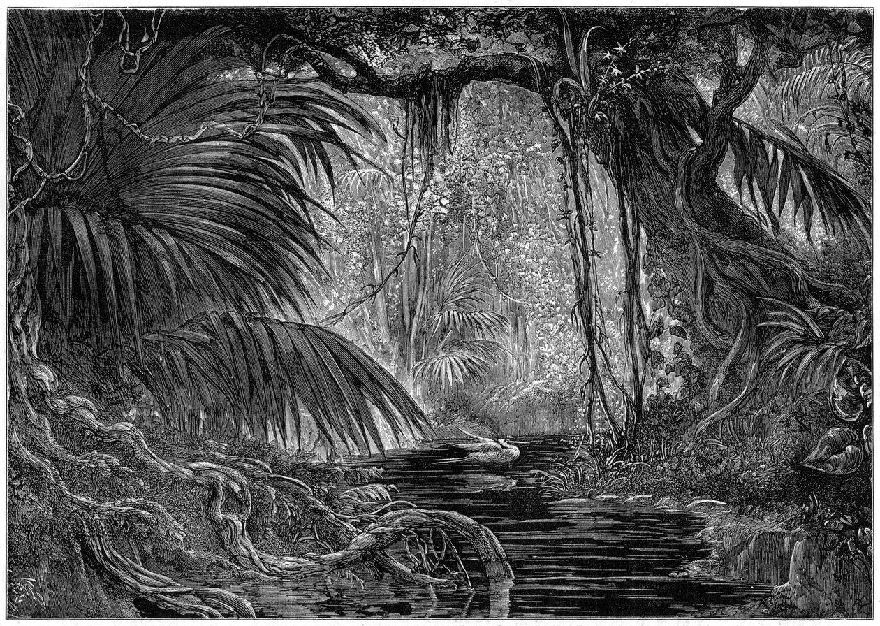 En skogscene i Peru, 1877 av Unbekannt