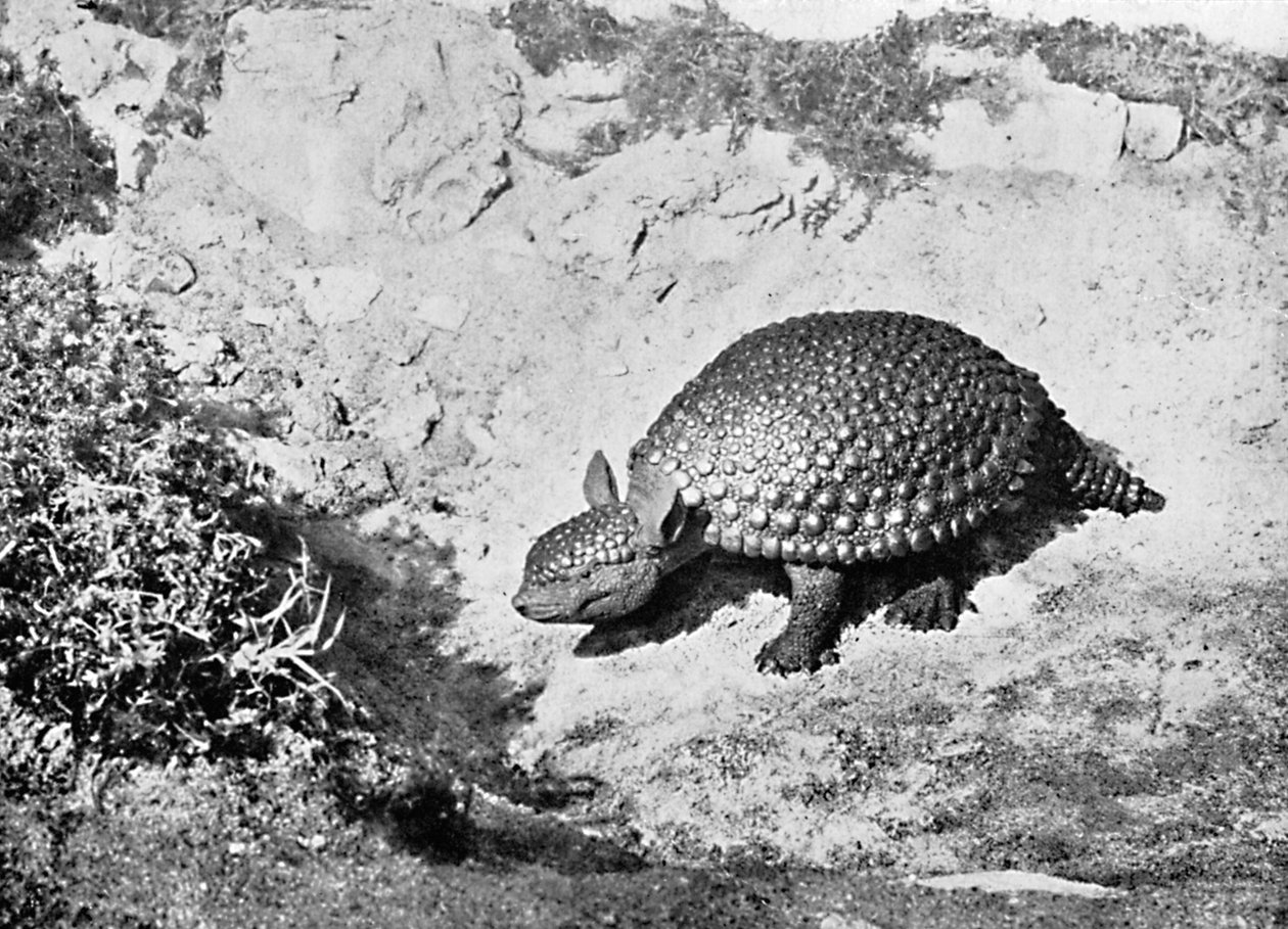En glyptodon, 1900-tallet av Unbekannt