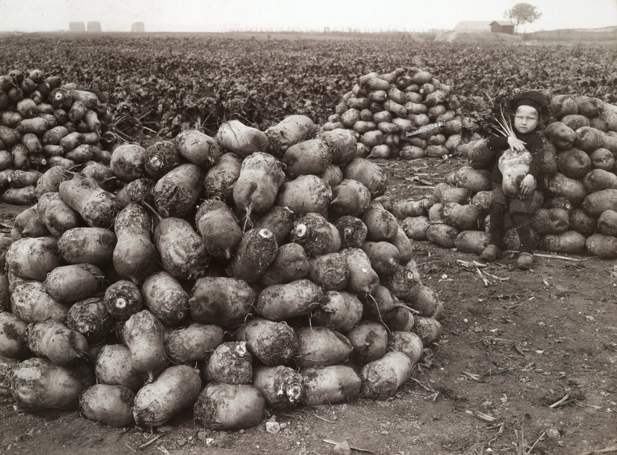 En liten jente med hauger av høstede neper, nær Landskrona, Sverige, 1910 av Unbekannt