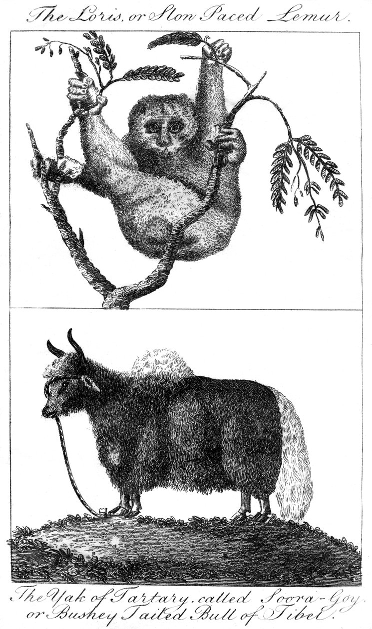 En loris og en yak, 1799 av Unbekannt