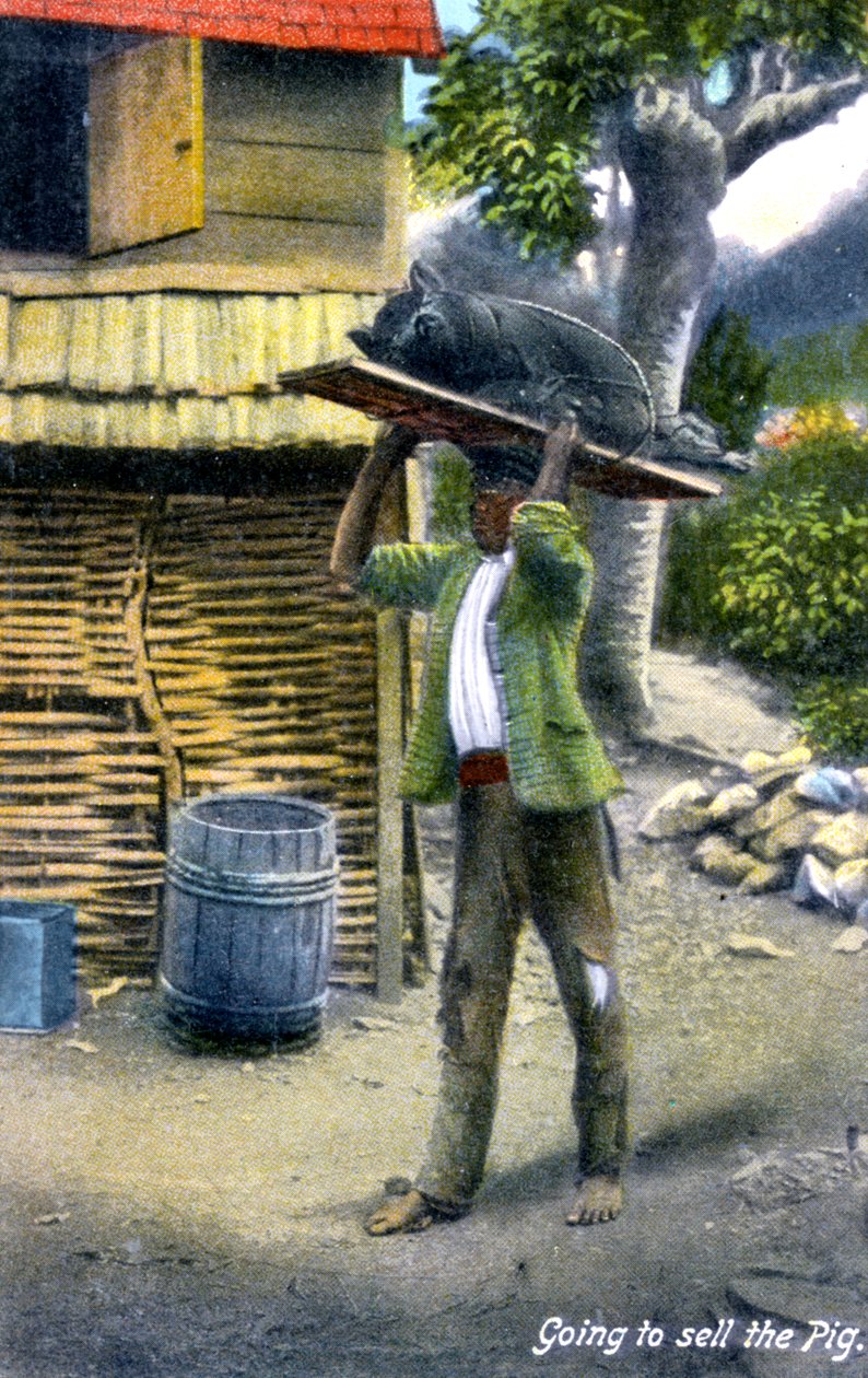 En mann på vei til markedet for å selge en gris, Jamaica, ca. 1900-tallet av Unbekannt