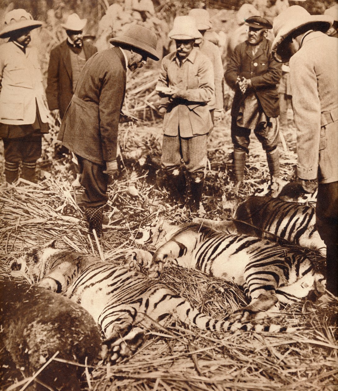 En kongelig pose med tigre, 1911 1935. av Unbekannt