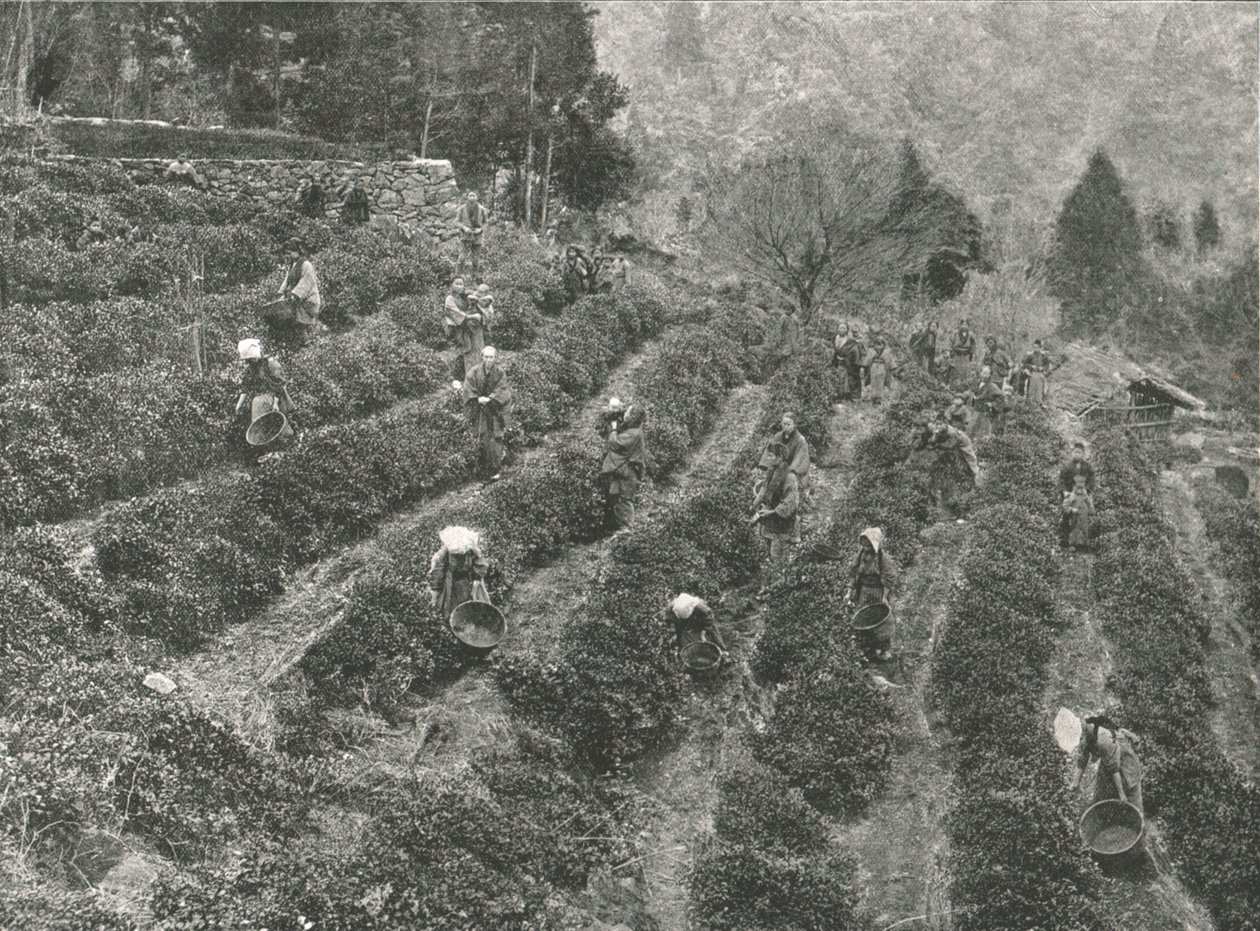 En teplantasje utenfor byen, Kobe, Japan, 1895. av Unbekannt