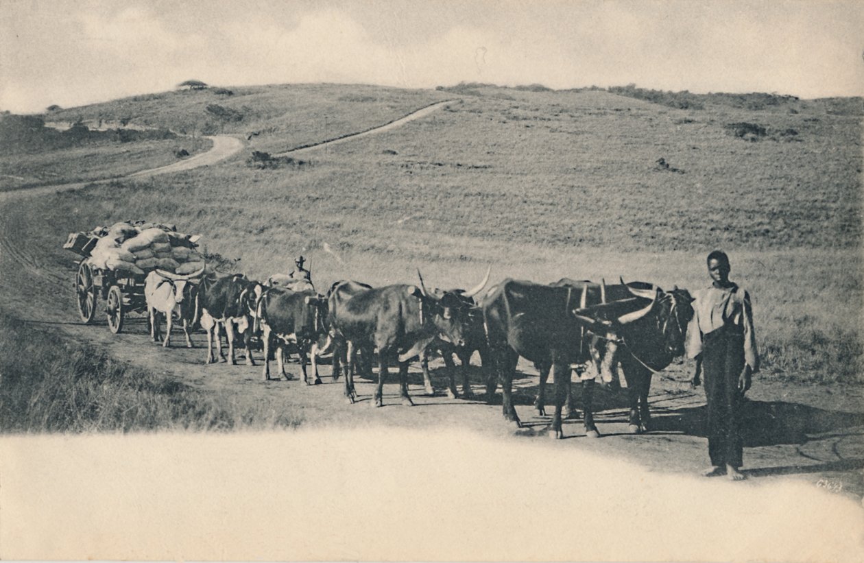 En typisk oksevogn - Sør-Afrika, tidlig på 1900-tallet. av Unbekannt
