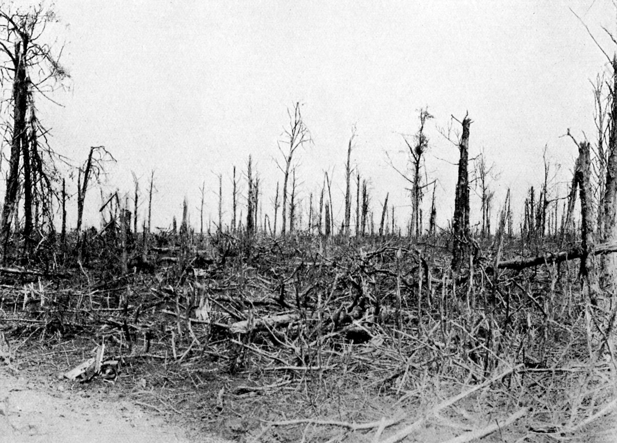En skog i Somme-området, Frankrike, 1916, c1920 av Unbekannt