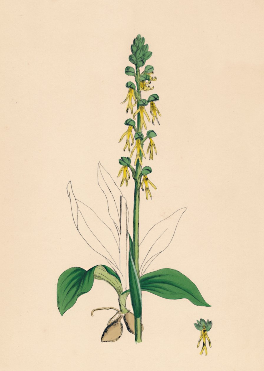 Aceras anthropophora. Man Orchis, 1800-tallet av Unbekannt