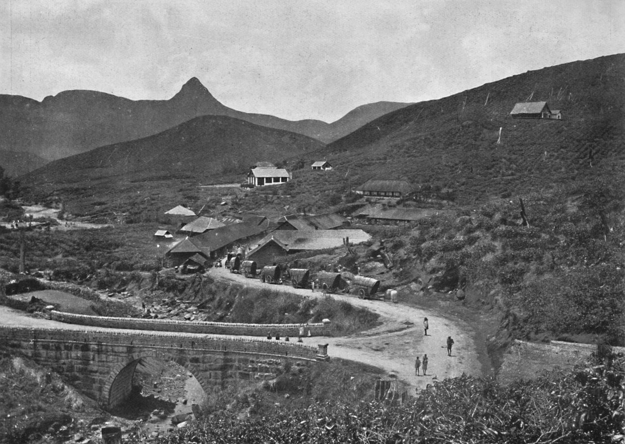 Adamspik og Brownlow Tea Plantation, 1926 av Unbekannt