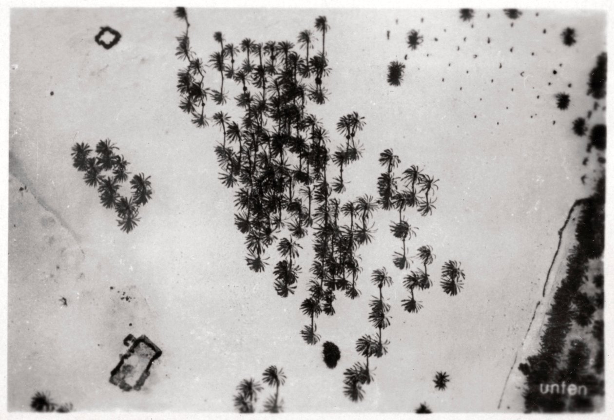 Luftfoto av palmeskygger i den arabiske ørkenen, fra en Zeppelin, 1931 1933 av Unbekannt