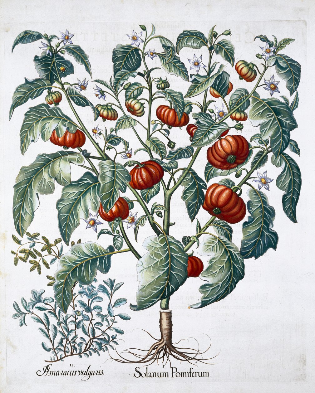 Afrikanske tomat- og merianplanter, 1613 av Unbekannt