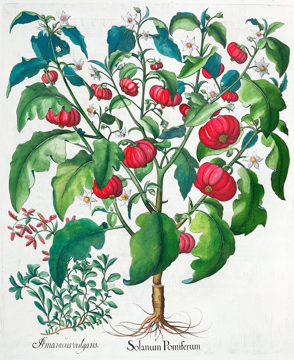 Afrikanske tomat- og merianplanter, 1613 av Unbekannt