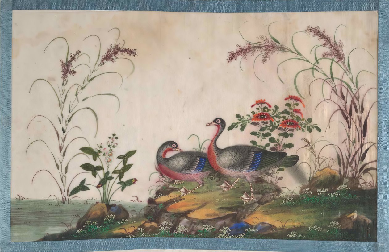 Album som inneholder tolv malerier av fugler, 1800-tallet. av Unbekannt