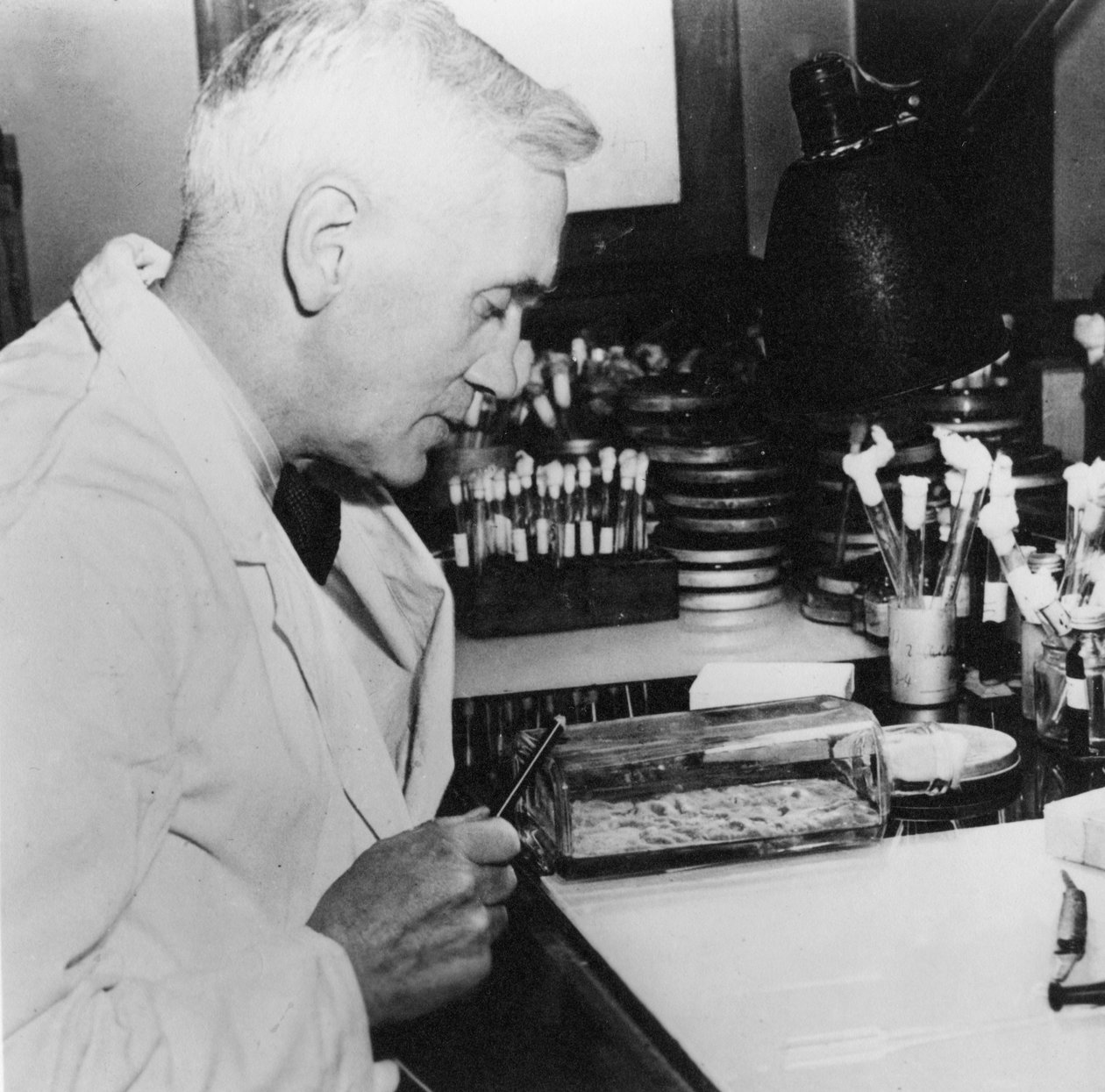 Alexander Fleming, skotsk bakteriolog i laboratoriet hans, 1930-tallet av Unbekannt