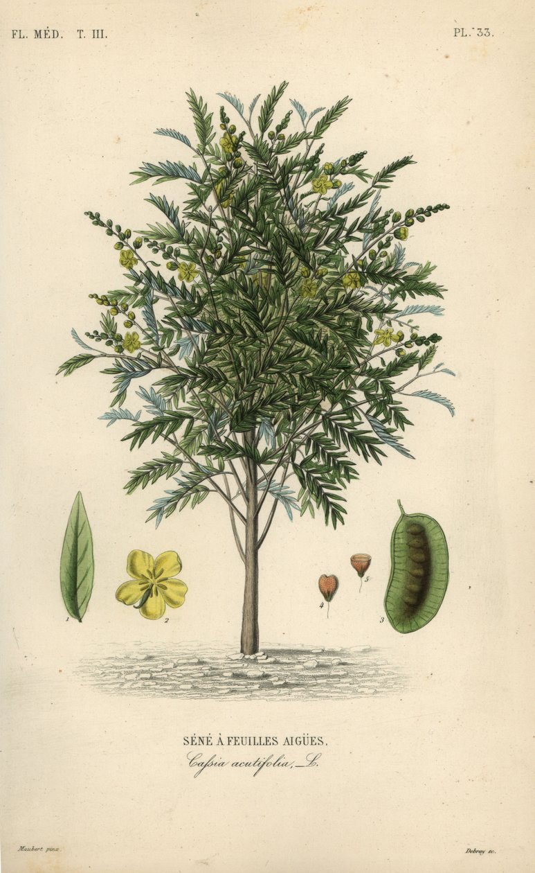 Alexandrian senna, Senna alexandrina, Cassia acutifolia, Senna a feuilles agues av Unbekannt